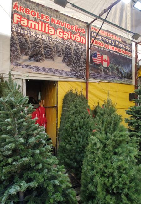arboles navidenos familia galvan jamaica.