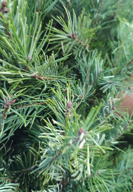 como saber si un arbol de navidad es fresco