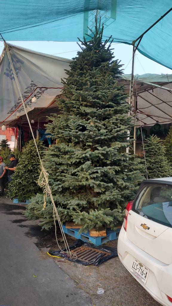 pino de navidad natural jamaica