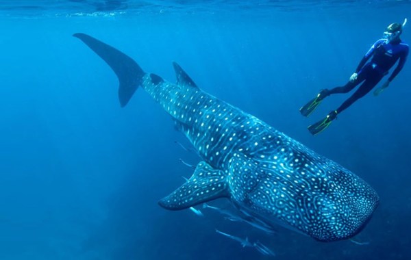 temporada de avistamiento de tiburon ballena en baja california