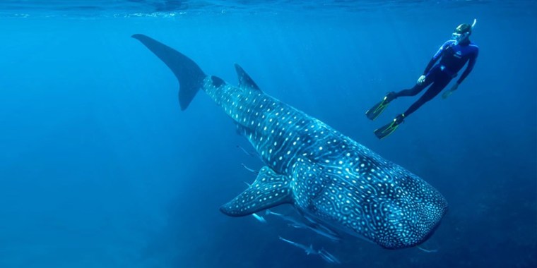 Temporada de avistamiento de tiburón ballena en Baja California: ¡ya empezó en San&nbsp;Quintín!